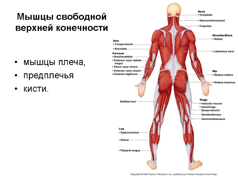 Мышцы свободной верхней конечности  мышцы плеча, предплечья кисти.